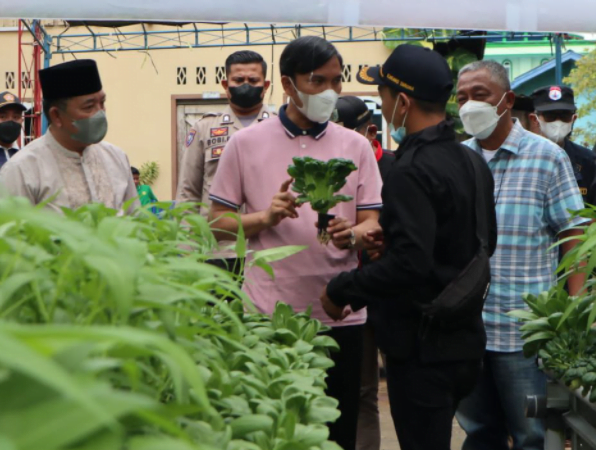 edi purwanto hidroponik edi purwanto hidroponik