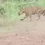 harimau
