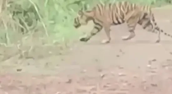 harimau