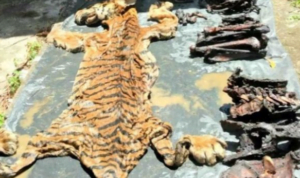 kulit harimau kulit harimau