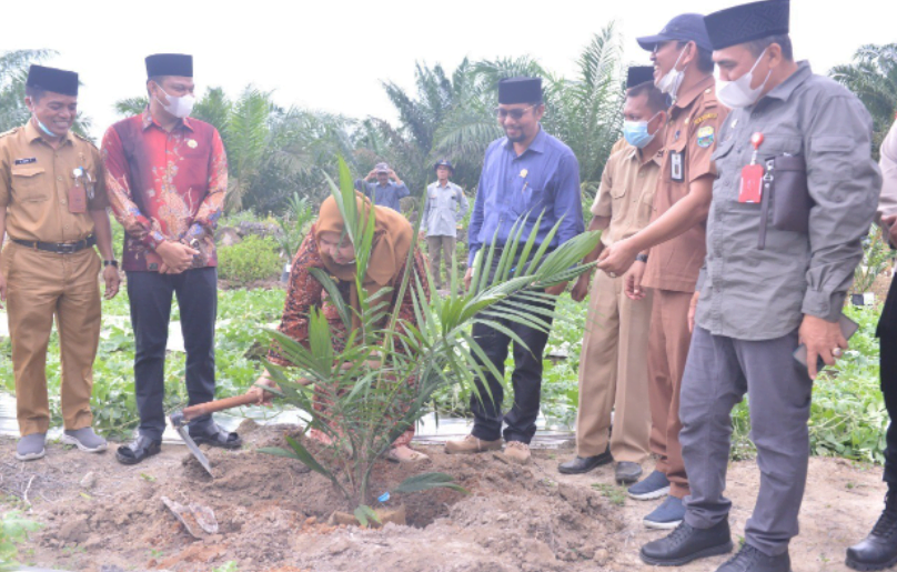 masnah tanam masnah tanam