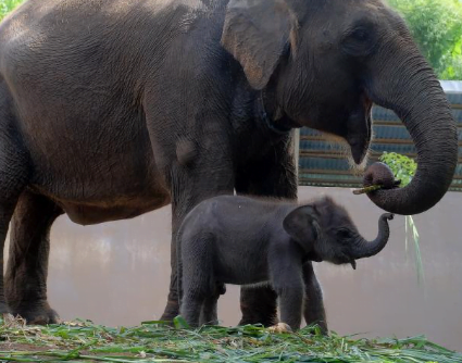 gajah sumatera gajah sumatera