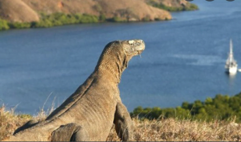 pulau komodo pulau komodo