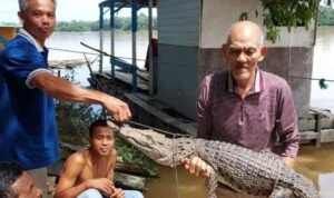 Buaya Batanghari