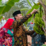 Panen Pisang