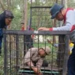 proses evakuasi harimau sumatera