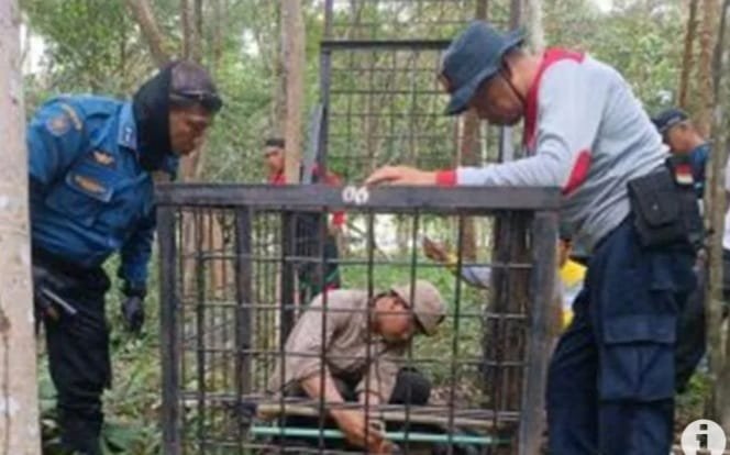 proses evakuasi harimau sumatera proses evakuasi harimau sumatera