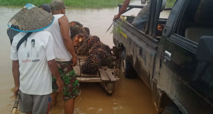 petani sawit