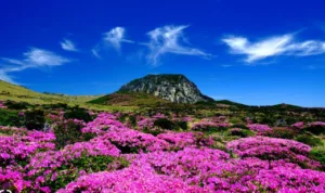 jeju
